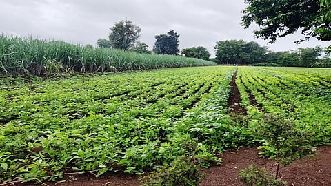 खरीप पिके