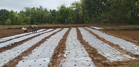 New experiment for rice farming konkan sindhudurg