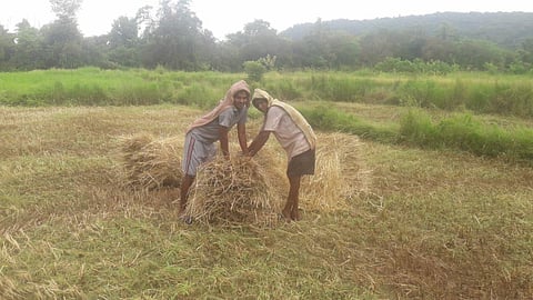 Paddy harvesting at Banda but fear of rain