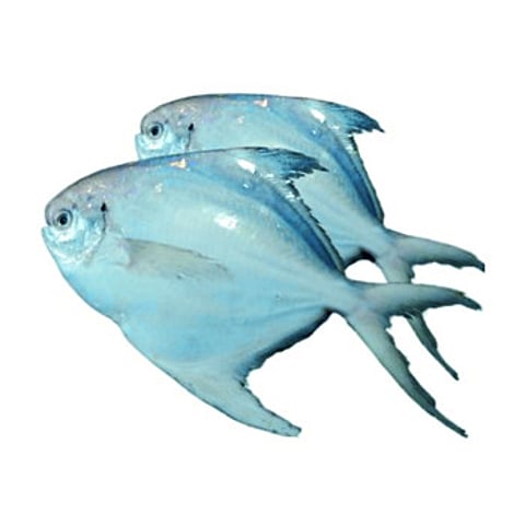 Rupchand from Andhra gives the taste of paplets