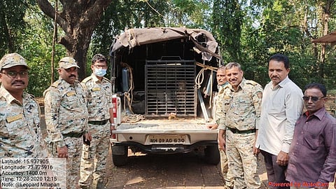 leopard rescued vengurla taluka konkan sindhudurg