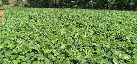 hi tech farming chinchole konkan sindhudurg