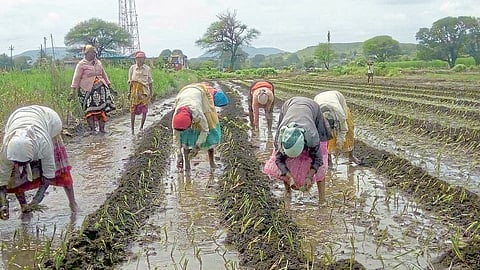 माण तालुक्यात पावसाची विश्रांती, कांदा लागणीस वेग