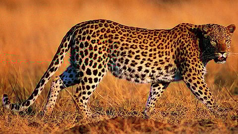 Leopard