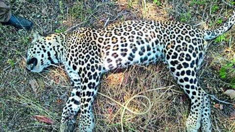 राहुरीत बिबट्याचा भूकबळी! डोंगराच्या पायथ्याशी मृतावस्थेत आढळला