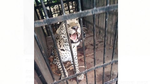 leopard cage