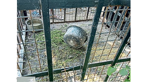 वारुळवाडी (ता. जुन्नर) - कोंबडीचोरांनी कापलेले पिंजऱ्याचे गज.