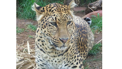 Leopards seized in an attempt to hunt a dog nashik marathi news