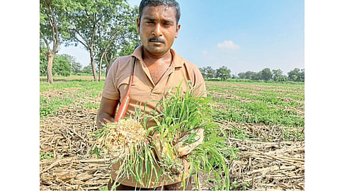 मक्याच्या कणसातून उगवलेले कोंब दाखविताना नरवाडे.