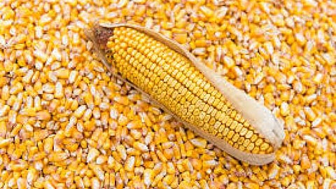 Maize Guarantee Center in Kopargaon Bazar Samiti closed within six days