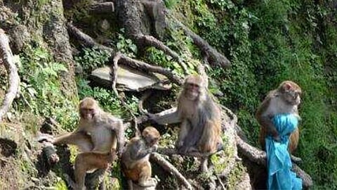 Monkeys