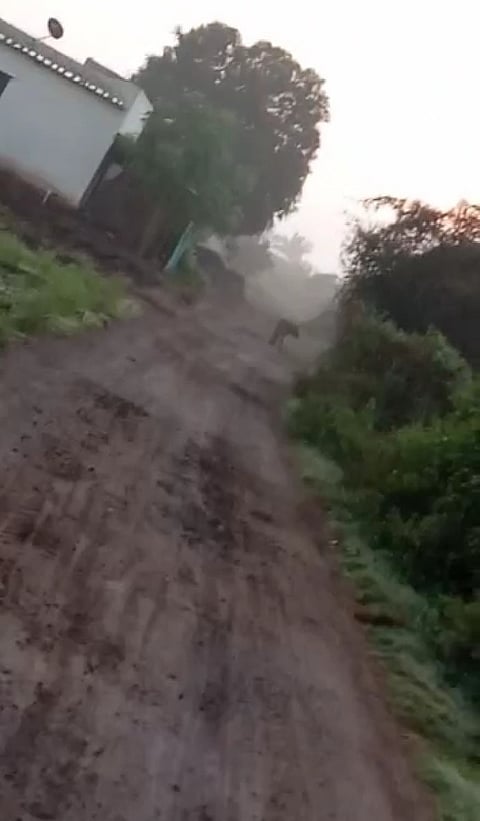 Fear of leopards in Nighoj area