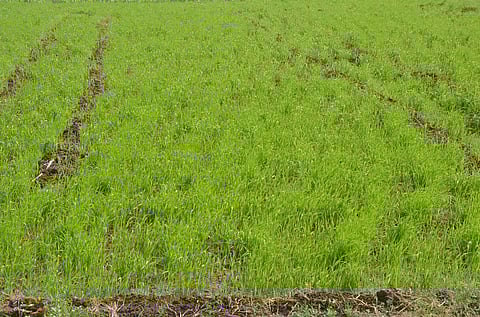 गव्हाचे वाढलेले पीक.