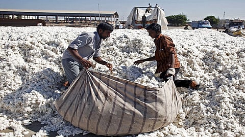 Farmers are in trouble while selling cotton in Amravati