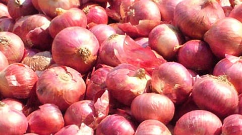 Onion purchase NAFED nashik