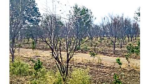 जलालखेडा (जि. नागपूर) येथील शिवारातील वाळलेल्या संत्राबागा.