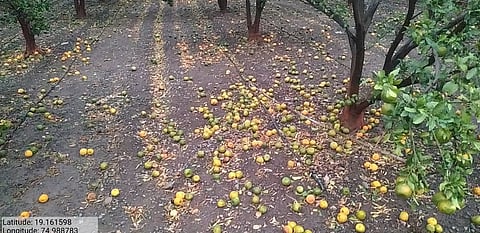 Ahmadnagar district receives major damage due to rain