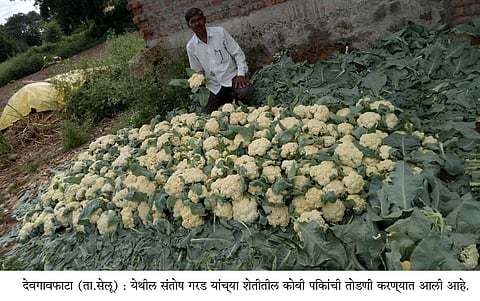 संतोष गरड यांच्या शेतीतील फुलकोबी पिकाची तोडणी करण्यात आली.