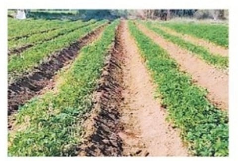 बटाटा शेती ठरतेय वरदान; खडकदेवळाच्या शेतकऱ्याचा प्रयोग यशस्वी !