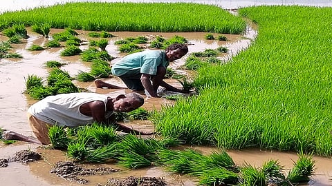 संग्रहित