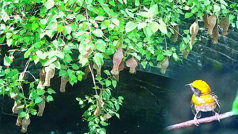 पक्षी निरीक्षणार्थ रानोमाळ भटकंती