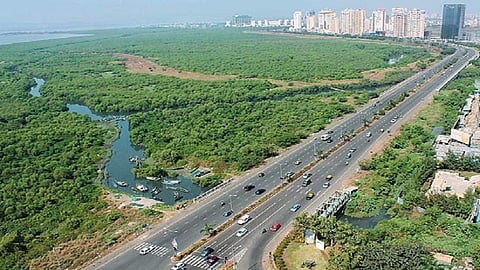 कांदळवनांनी अडवली नवी मुंबईच्या विकासाची वाट