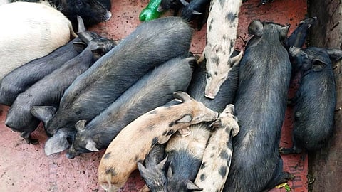 Pig catching campaign on behalf of Lonavala Municipal Council