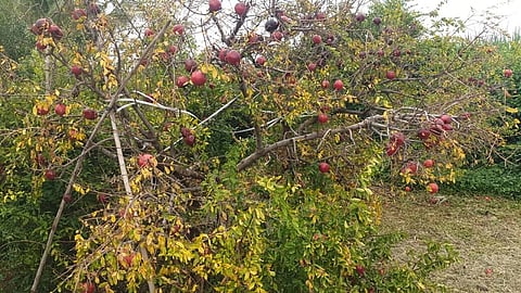 Purandar lost 3000 acres of pomegranate orchards in six years