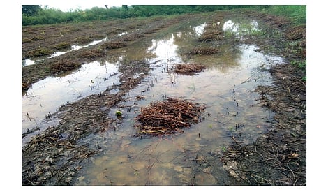 Akola News: What will you do if the soybeans removed from the field get wet due to rain?