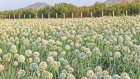 SAKAL - 2021-03-20T113438.978.jpg