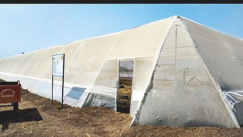 12 high-tech nurseries in the district; Atpadi three