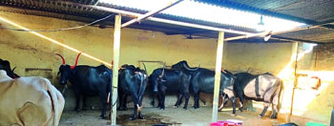 Farmers built house for their animals