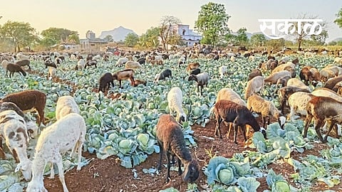 Sakal - 2021-03-06T103112.160.jpg