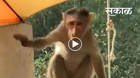 comedian Sunil Grover shares the funny video monkey stoling dahi open kitchen