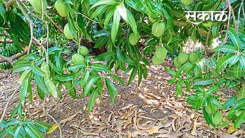 Temperature rise Sindhudurg district