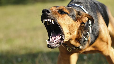 dog