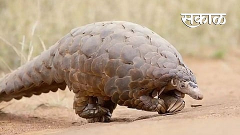 hunters are behind Scaly cats in Gadchiroli