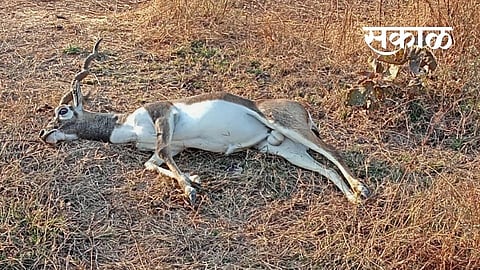 akola news in murtijapur Antelope died in Accident