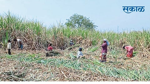 Encroachment of factories outside the work area; Sugarcane sprouts from Takari