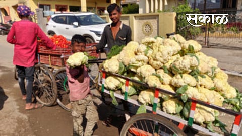 rates Cabbage are fall down in market in Yavatmal district