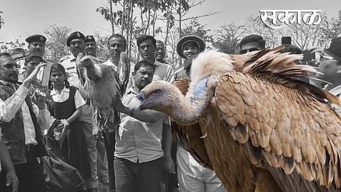 चिरगावच्या जंगलात आता गिधाडांचे राज्य! पक्षी आणि निसर्गप्रेमींमध्ये आनंद