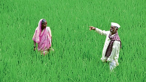 चारसूत्री पद्धतीने लागवड केलेल्या भातशेतीची पाहणी करताना शांताबाई धांडे.