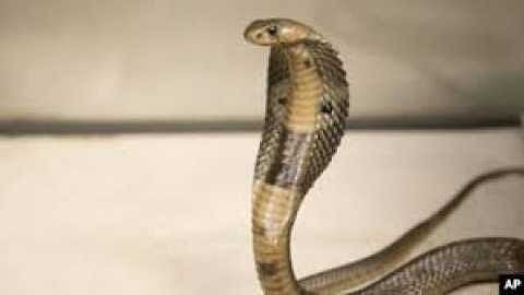 two girls are safe due to three cats killed snake in jamli of amravati