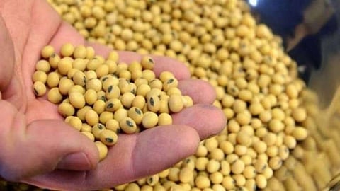 Soybean