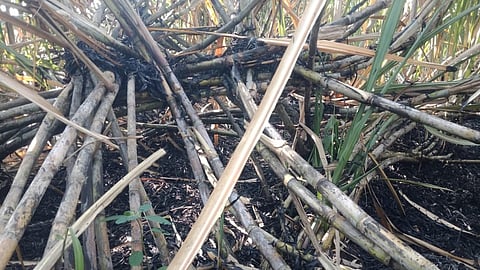 Sugar Cane