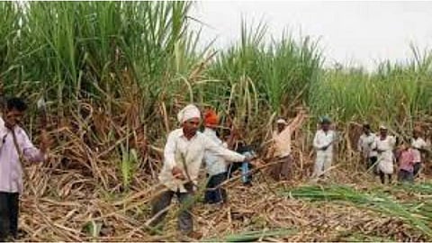 The factories in Shrigonde taluka have crushed 16 lakh tonnes of sugarcane