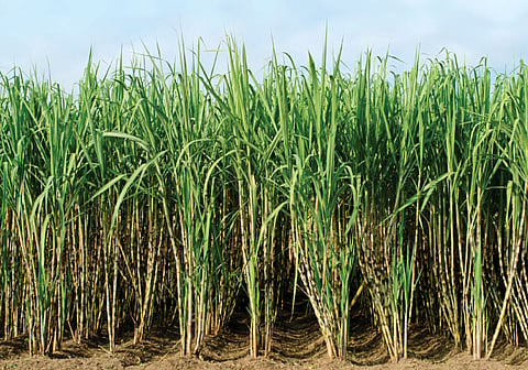 Sugarcane