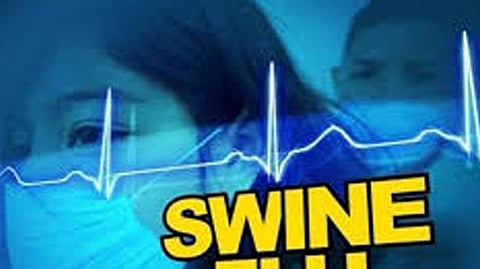 swine flu News