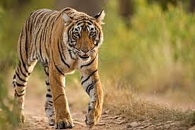 Tiger tourism can start