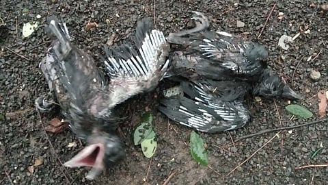 निसर्ग चक्रीवादळाचा मावळातील पक्ष्यांना असा बसला फटका!